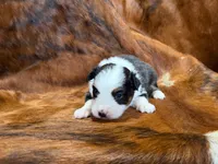 Reba, a female Miniature Australian Shepherd for sale in Sarcoxie, MO – 8 of 9