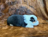 Leo, a male Pembroke Welsh Corgi and Toy Australian Shepherd for sale in Sarcoxie, MO – 3 of 6