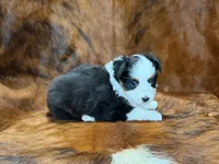 Reba, a female Miniature Australian Shepherd and Toy Australian Shepherd for sale in Sarcoxie, MO – 3 of 10