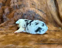 Bella, a female Pembroke Welsh Corgi and Toy Australian Shepherd for sale in Sarcoxie, MO – 2 of 8