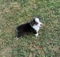 Prince, a male Pembroke Welsh Corgi and Toy Australian Shepherd for sale in Sarcoxie, MO – 8 of 10