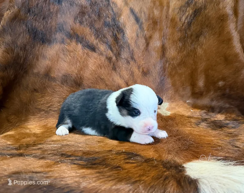 Luna – Pembroke Welsh Corgi, Toy Australian Shepherd puppy for sale in Sarcoxie, MO