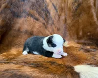 Luna, a female Pembroke Welsh Corgi and Toy Australian Shepherd for sale in Sarcoxie, MO – 1 of 9