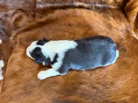 Lucky, a male Miniature Australian Shepherd for sale in Sarcoxie, MO – 10 of 10