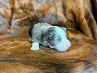 Tiger, a male Miniature Australian Shepherd for sale in Sarcoxie, MO – 4 of 9