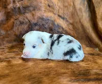 Bella, a female Pembroke Welsh Corgi and Toy Australian Shepherd for sale in Sarcoxie, MO – 6 of 8