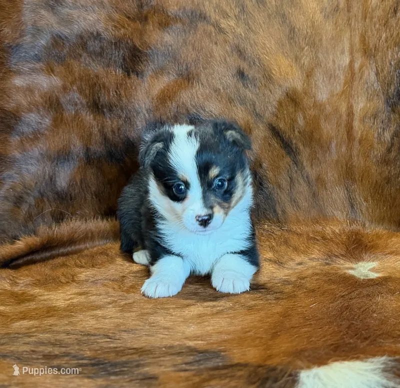 Buddy – Pembroke Welsh Corgi, Toy Australian Shepherd puppy for sale in Sarcoxie, MO