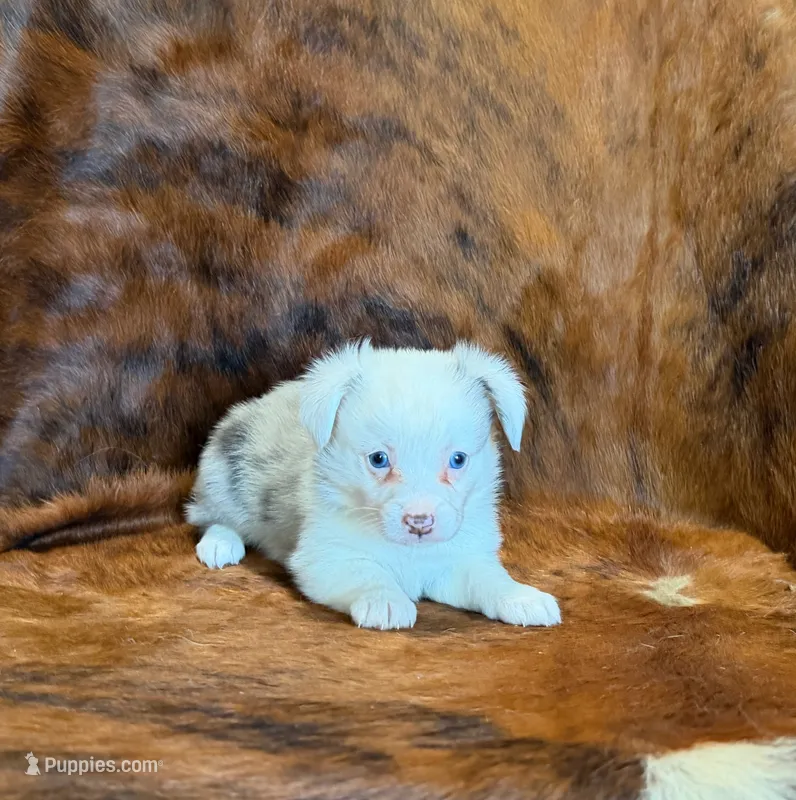 Jaz – Pembroke Welsh Corgi, Toy Australian Shepherd puppy for sale in Sarcoxie, MO