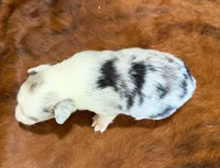 Bella, a female Pembroke Welsh Corgi and Toy Australian Shepherd for sale in Sarcoxie, MO – 7 of 8