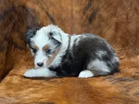 Cowboy, a male Miniature Australian Shepherd and Toy Australian Shepherd for sale in Sarcoxie, MO – 5 of 10