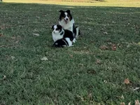 Lucky, a male Miniature Australian Shepherd for sale in Sarcoxie, MO – 7 of 10