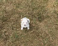 Jaz, a male Pembroke Welsh Corgi and Toy Australian Shepherd for sale in Sarcoxie, MO – 8 of 10