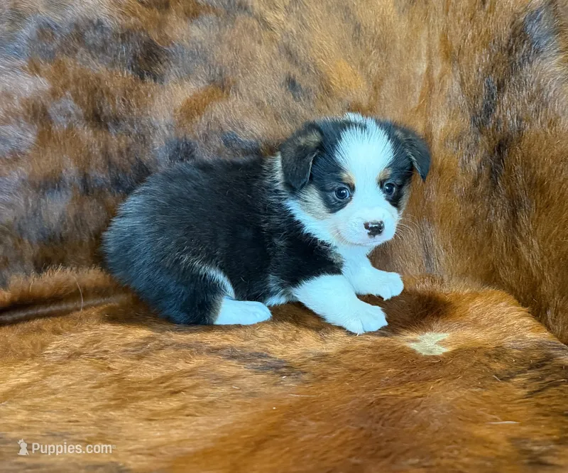 Prince – Pembroke Welsh Corgi, Toy Australian Shepherd puppy for sale in Sarcoxie, MO