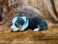 Lady, a female Pembroke Welsh Corgi and Toy Australian Shepherd for sale in Sarcoxie, MO – 4 of 9