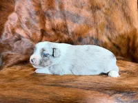 Hank, a male Miniature Australian Shepherd for sale in Sarcoxie, MO – 2 of 9