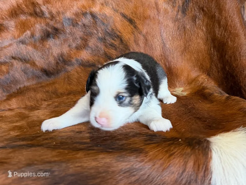 Lucky – Miniature Australian Shepherd puppy for sale in Sarcoxie, MO