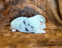 Bella, a female Pembroke Welsh Corgi and Toy Australian Shepherd for sale in Sarcoxie, MO – 3 of 8