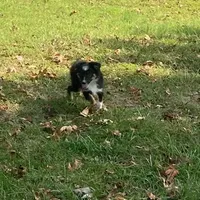 Gus, a male Toy Australian Shepherd for sale in Sarcoxie, MO – Photo 2 of 7