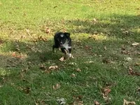 Gus, a male Toy Australian Shepherd for sale in Sarcoxie, MO – Photo 2 of 7