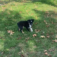 Gus, a male Toy Australian Shepherd for sale in Sarcoxie, MO – Photo 1 of 7