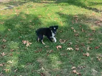 Gus, a male Toy Australian Shepherd for sale in Sarcoxie, MO – Photo 1 of 7