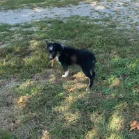 Gus, a male Toy Australian Shepherd for sale in Sarcoxie, MO – Photo 4 of 7