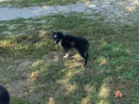 Gus, a male Toy Australian Shepherd for sale in Sarcoxie, MO – Photo 4 of 7