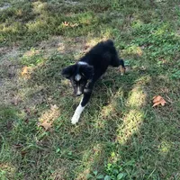 Gus, a male Toy Australian Shepherd for sale in Sarcoxie, MO – Photo 5 of 7