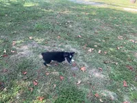 Gus, a male Toy Australian Shepherd for sale in Sarcoxie, MO – Photo 6 of 7