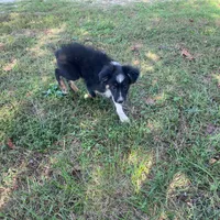 Gus, a male Toy Australian Shepherd for sale in Sarcoxie, MO – Photo 7 of 7