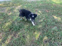 Gus, a male Toy Australian Shepherd for sale in Sarcoxie, MO – Photo 7 of 7