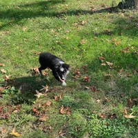 Gus, a male Toy Australian Shepherd for sale in Sarcoxie, MO – Photo 3 of 7