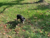 Gus, a male Toy Australian Shepherd for sale in Sarcoxie, MO – Photo 3 of 7