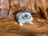 Tiger, a male Miniature Australian Shepherd for sale in Sarcoxie, MO – 2 of 9