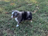 Tiger, a male Miniature Australian Shepherd and Toy Australian Shepherd for sale in Sarcoxie, MO – 4 of 10