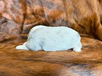 Hank, a male Miniature Australian Shepherd for sale in Sarcoxie, MO – 3 of 9
