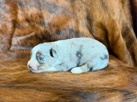 Ace, a male Miniature Australian Shepherd for sale in Sarcoxie, MO – 6 of 10