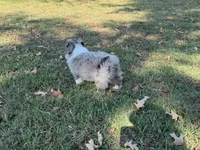 Hank, a male Miniature Australian Shepherd for sale in Sarcoxie, MO – 2 of 9
