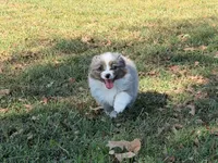 Hank, a male Miniature Australian Shepherd for sale in Sarcoxie, MO – 3 of 9