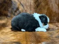 Reba, a female Miniature Australian Shepherd and Toy Australian Shepherd for sale in Sarcoxie, MO – 8 of 10