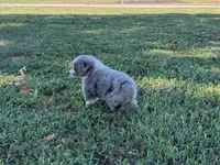Ace, a male Miniature Australian Shepherd and Toy Australian Shepherd for sale in Sarcoxie, MO – 4 of 10