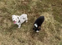 Jaz, a male Pembroke Welsh Corgi and Toy Australian Shepherd for sale in Sarcoxie, MO – 9 of 10