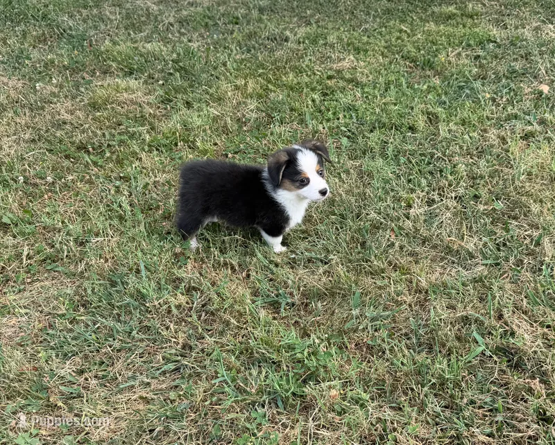 Prince – Pembroke Welsh Corgi, Toy Australian Shepherd puppy for sale in Sarcoxie, MO