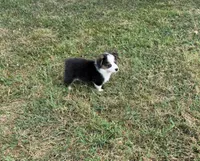 Prince, a male Pembroke Welsh Corgi and Toy Australian Shepherd for sale in Sarcoxie, MO – 1 of 10