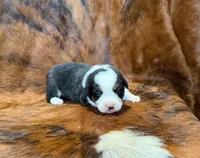 Prince, a male Pembroke Welsh Corgi and Toy Australian Shepherd for sale in Sarcoxie, MO – 9 of 10