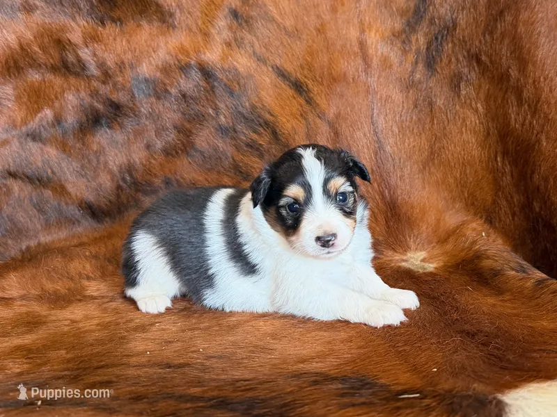 Chip – Miniature Australian Shepherd puppy for sale in Sarcoxie, MO