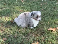 Hank, a male Miniature Australian Shepherd for sale in Sarcoxie, MO – 5 of 9