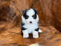 Reba, a female Miniature Australian Shepherd and Toy Australian Shepherd for sale in Sarcoxie, MO – 5 of 10