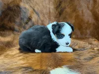 Reba, a female Miniature Australian Shepherd and Toy Australian Shepherd for sale in Sarcoxie, MO – 4 of 10