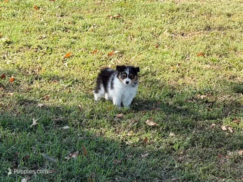Chip – Miniature Australian Shepherd, Toy Australian Shepherd puppy for sale in Sarcoxie, MO